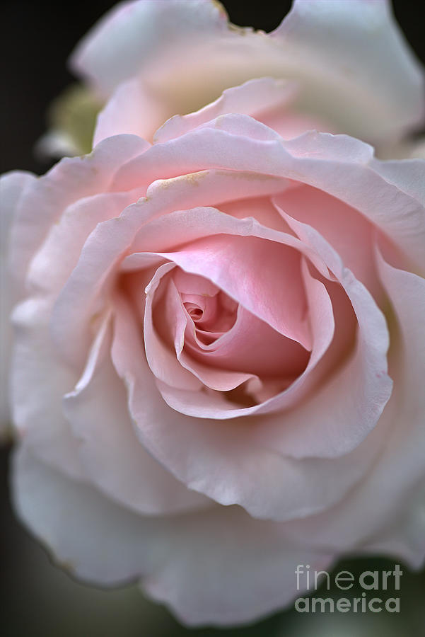 Pink And White Rose Photograph by Joy Watson