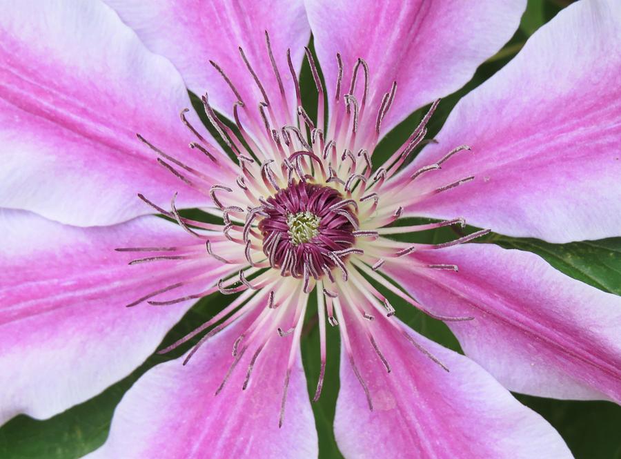 Pink and White Striped Clematis 2 Photograph by Lynne Miller Fine Art