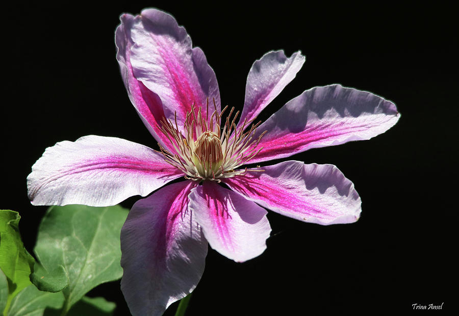 Pink and White Striped Clematis Photograph by Trina Ansel