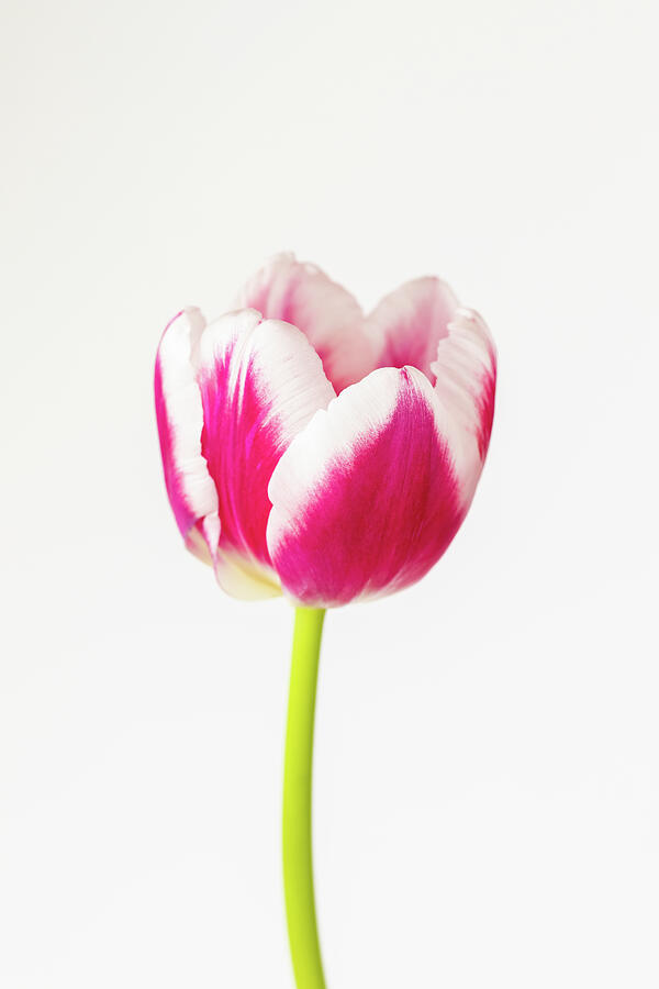 Pink And White Tulip Photograph by Tanya C Smith