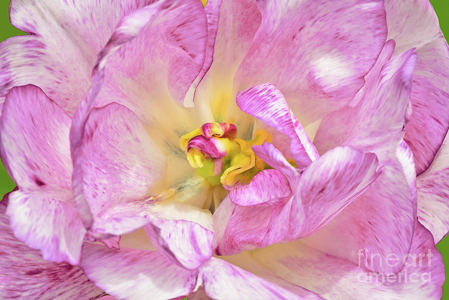 Pink And White Tulip Beauty Photograph