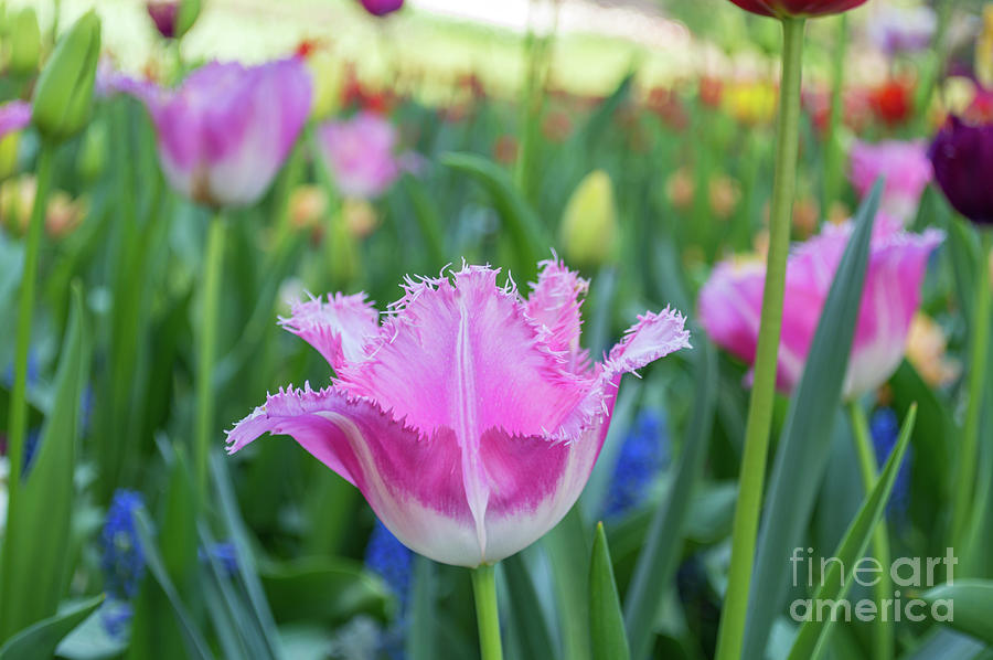 Pink And White Tulips, Brussels, Belgium Photograph