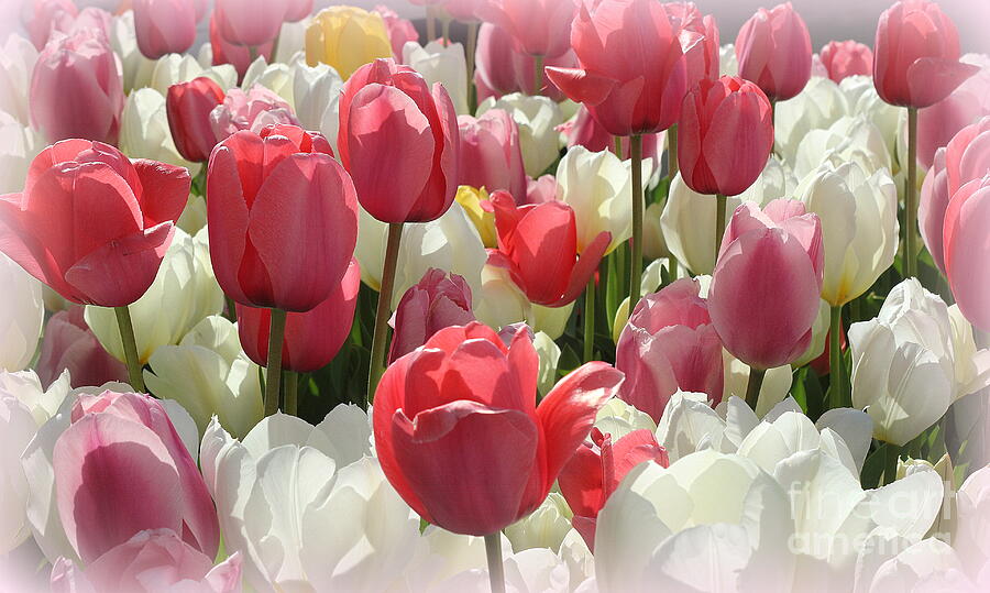 Pink And White Tulips In Early Spring Photograph By Dora Sofia Caputo Fine Art America 0088