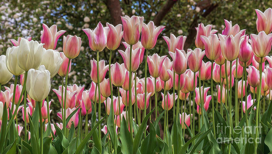 Pink and White Tulips Photograph by Teresa Jack
