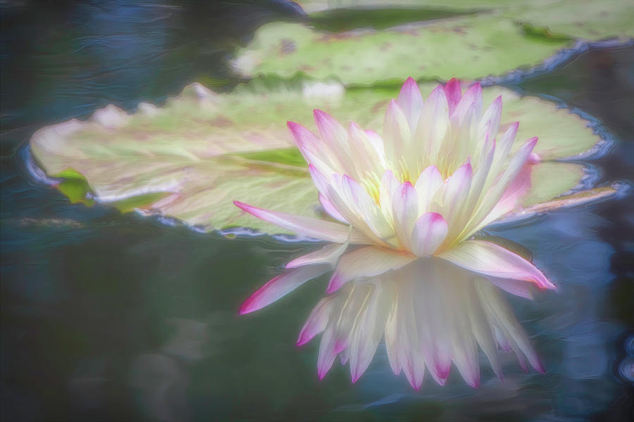 Pink and White Water Lily Reflection Photograph by Teresa Wilson