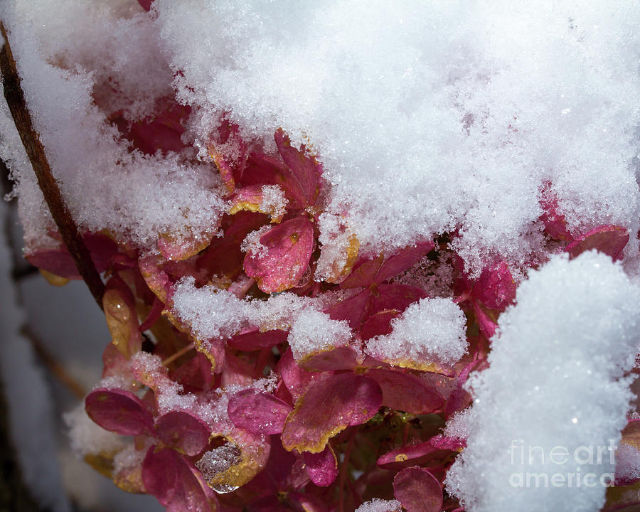 Pink and white winter flowers Photograph by Agnes Caruso