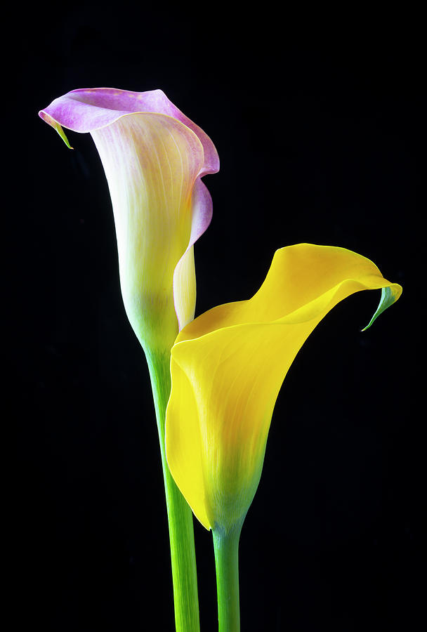 Pink And Yellow Calla Lilies Photograph by Garry Gay