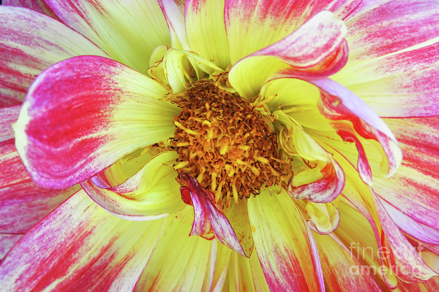 Pink and Yellow Dahlia Beauty Photograph by Regina Geoghan - Fine Art ...