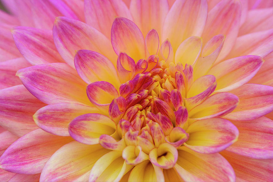 Pink And Yellow Dahlia Flower Close-up Photograph