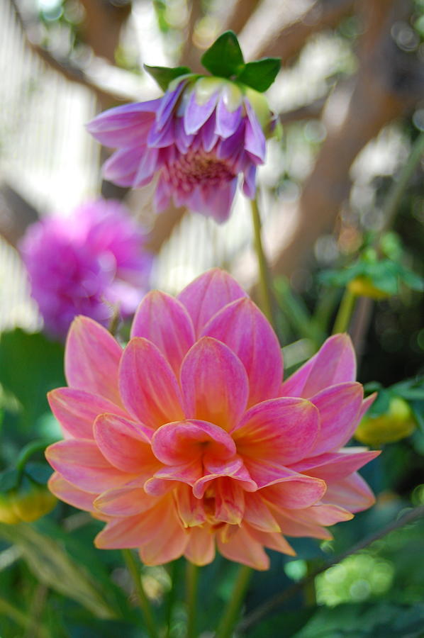 Pink and Yellow Dahlias 1 Photograph by Amy Fose
