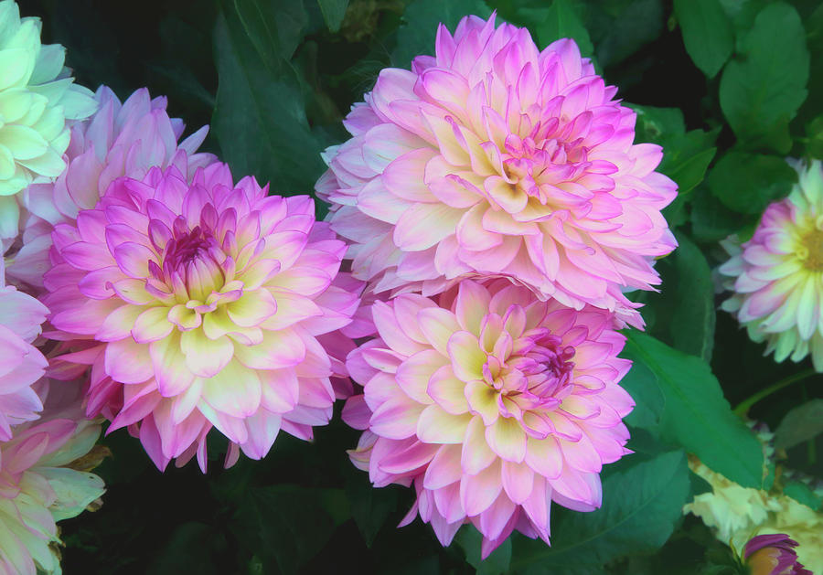 Flower Pyrography - Pink and yellow Dahlias by James Steele