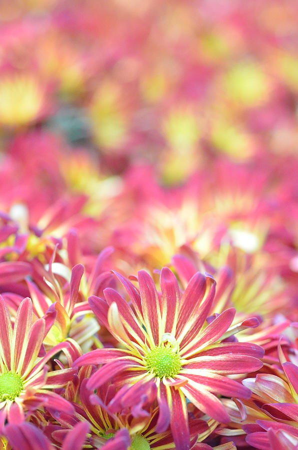 Pink and Yellow Daisies 1 Photograph by Amy Fose