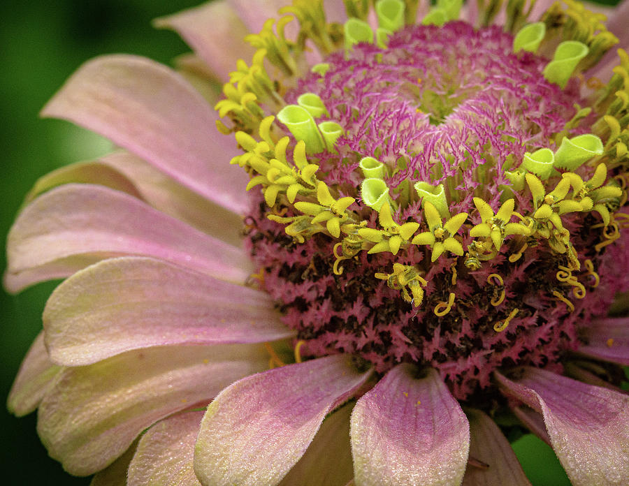 Pink and Yellow Flower Photograph by David Morehead