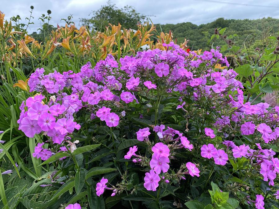 Pink and Yellow Flowers in Elland, UK Photograph by Derek Oldfield ...