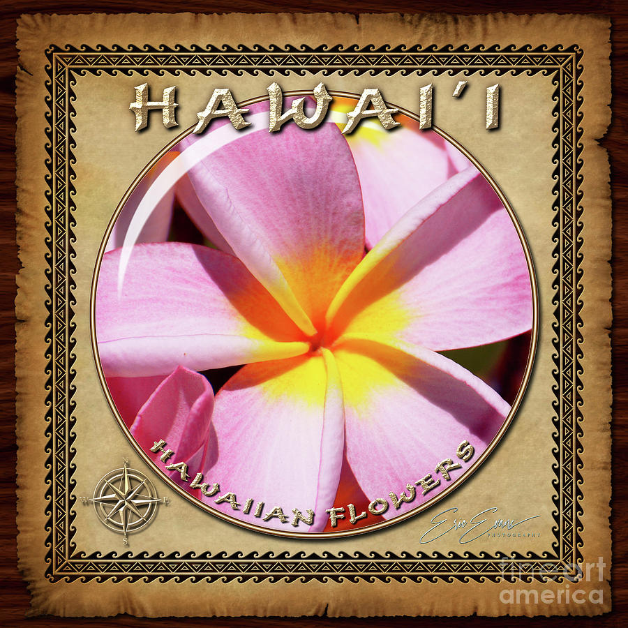 Pink and Yellow Hawaiian Plumeria Flower Sphere Image with Hawaiian Style Border Photograph by Aloha Art