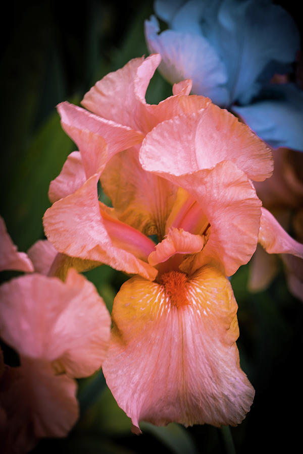 Pink and Yellow Iris Photograph by David Patterson
