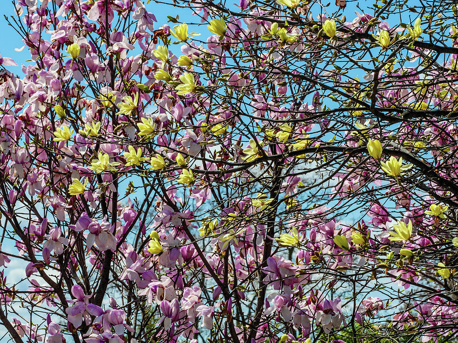 Pink and yellow magnolias. Photograph by Rob Huntley