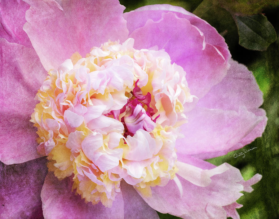 Flower Photograph - Pink and Yellow Peony by Betty Denise