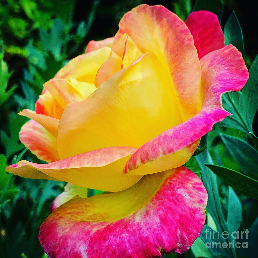 Pink and yellow  Photograph by Reena Kapoor