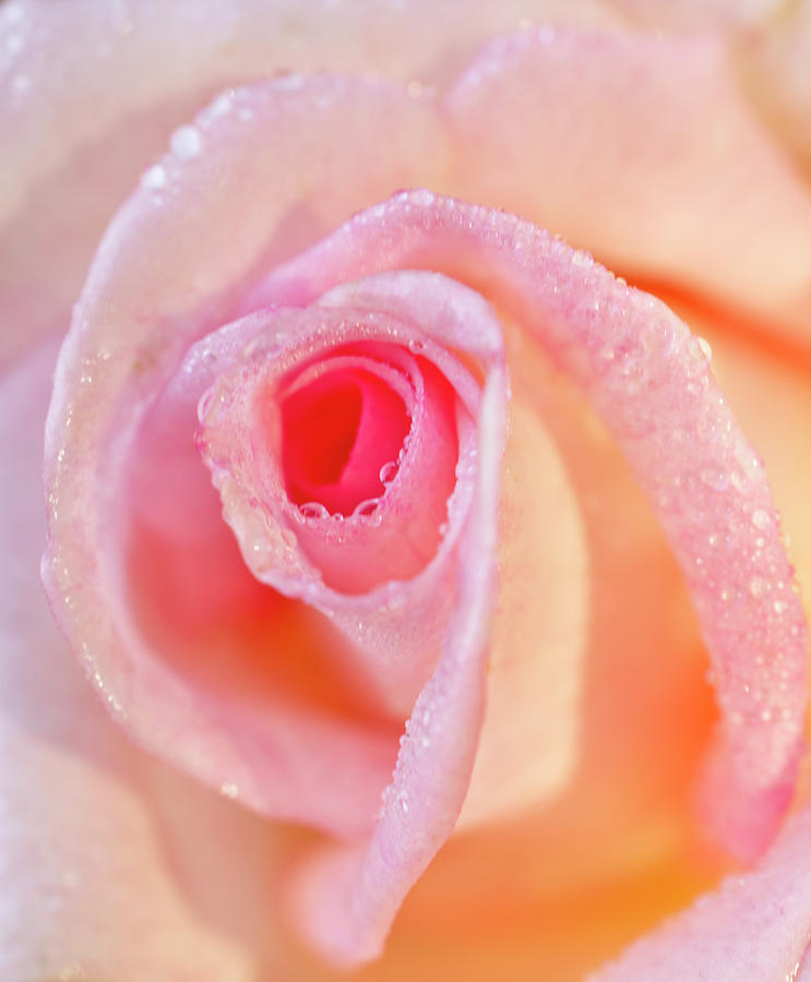 Pink and Yellow Rose with Morning Dew Photograph by Iris Richardson