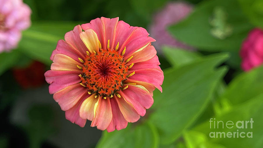 Pink and Yellow Zinnia 0848 Photograph by Jack Schultz