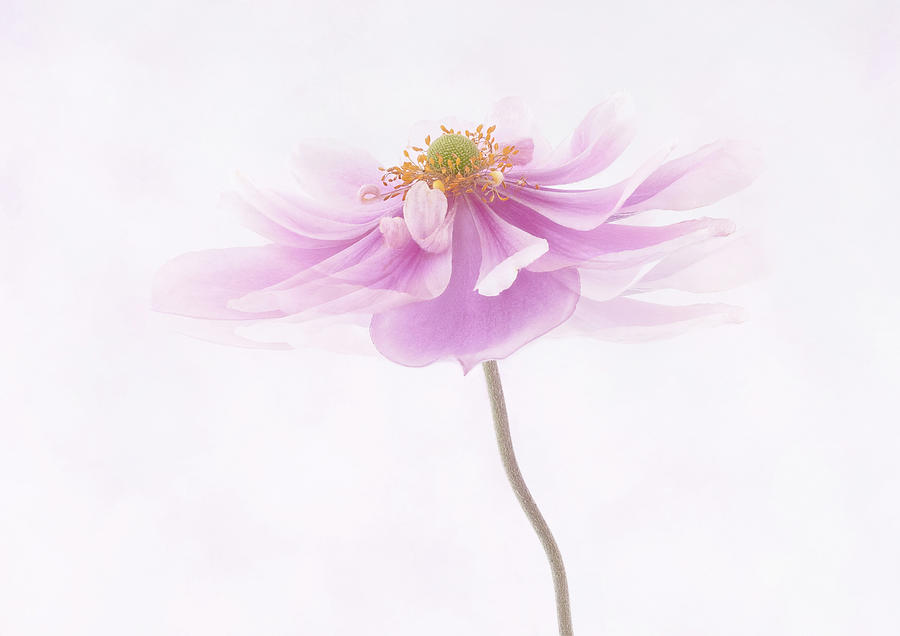 Pink Anemone Photograph by Denis O Reilly Pink Anemone Photograph by Denis O Reilly