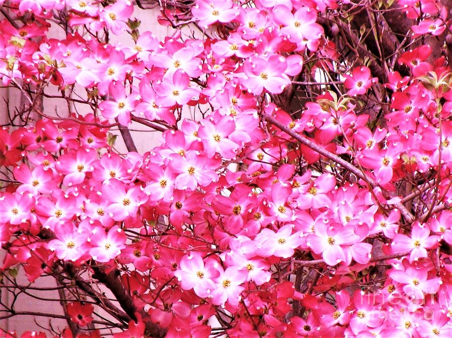 Pink Apple Blossoms Photograph by Charlene Adler