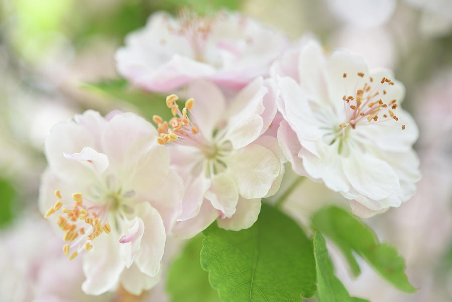 Pink Apple Blossoms May Day in Idaho-Blushing Beauty Photograph by Leanna Kotter