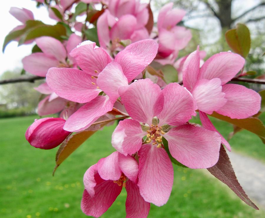 Pink Apple Blossoms Photograph by Stephanie Moore