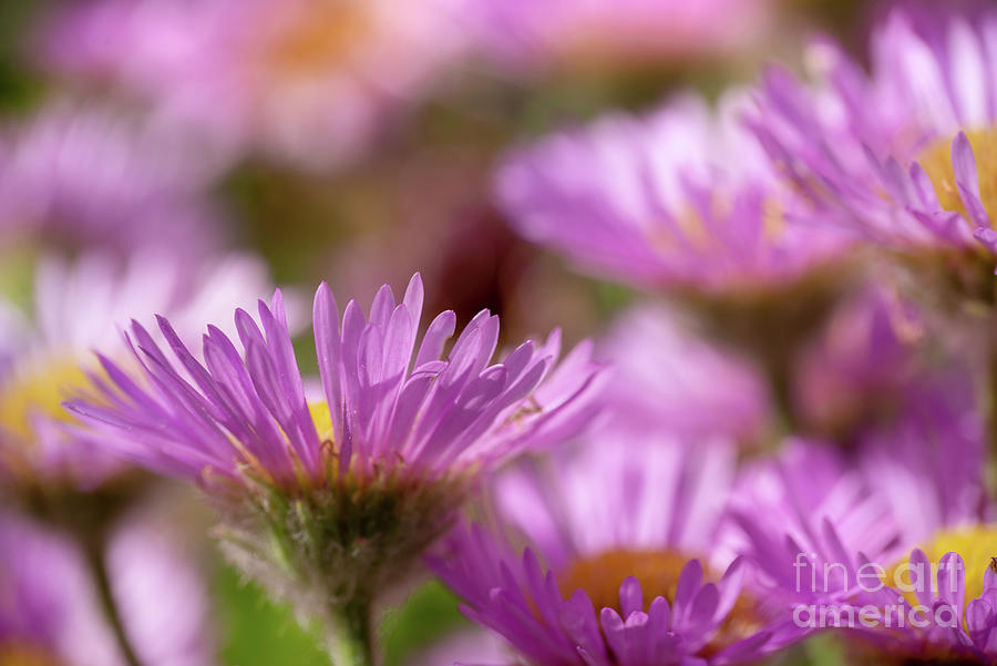 Pink aster flowers Photograph by Delphimages Photo Creations