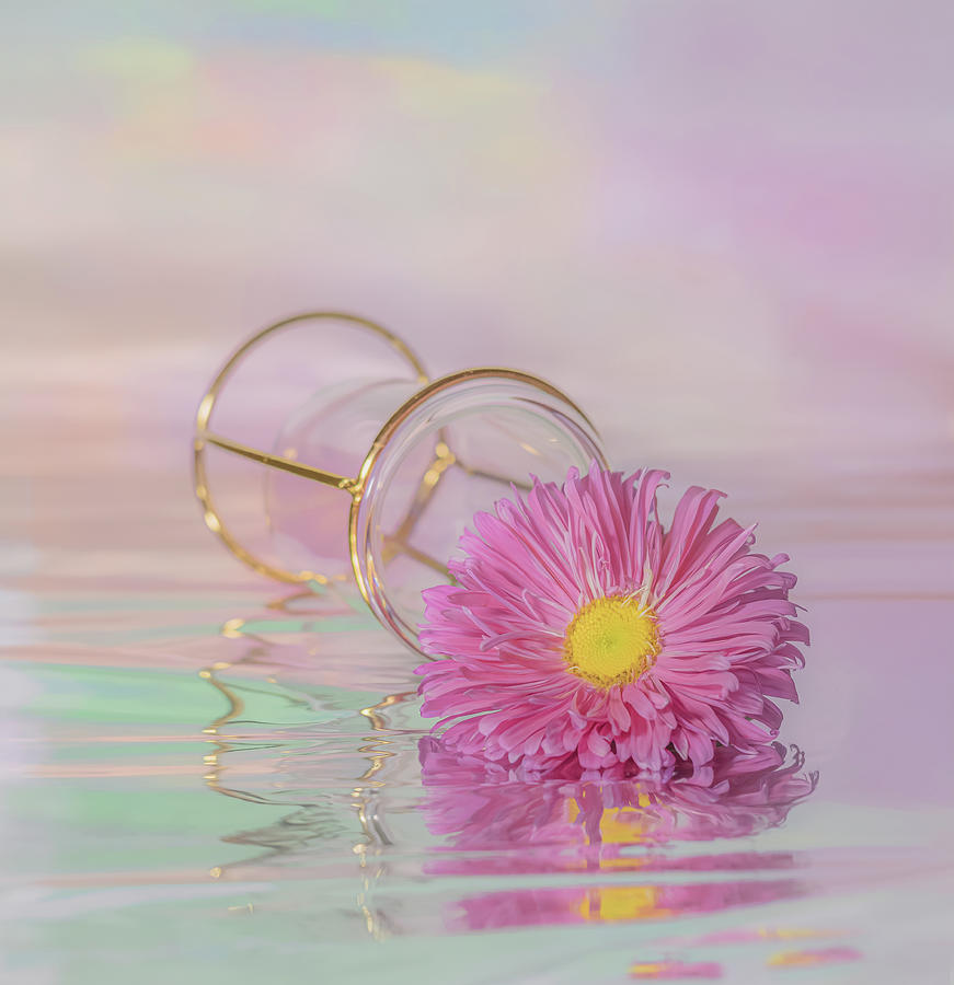 Pink Aster in Reflection Photograph by Sylvia Goldkranz