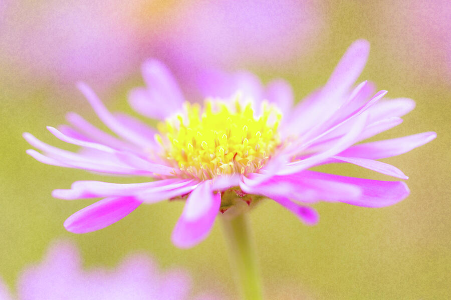 Pink Aster Soft Texture Photograph by Tanya C Smith