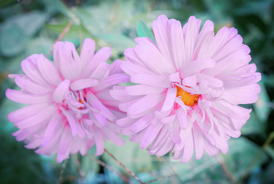 Pink Asters 3 Photograph by Lilia S