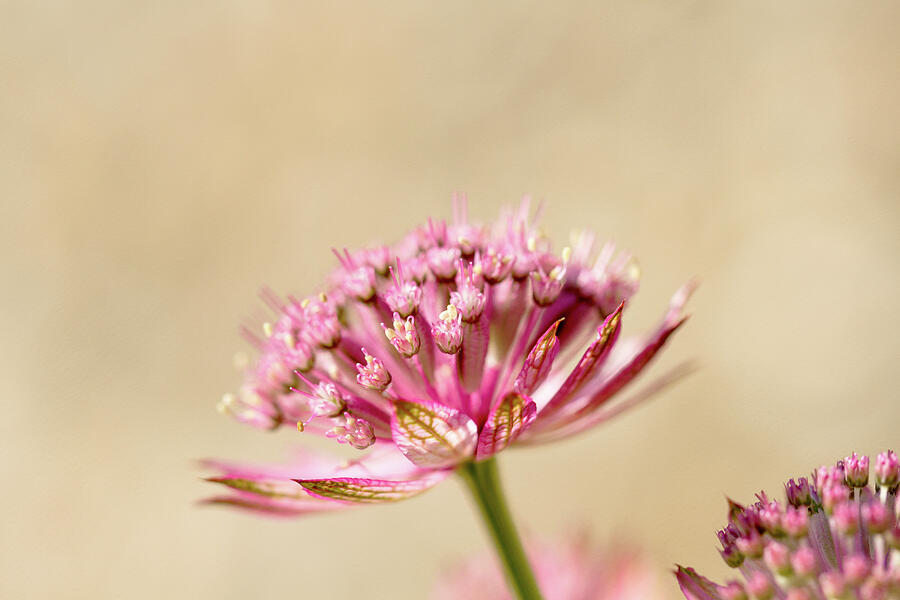 Pink Astrantia Flowers Photograph by Tanya C Smith