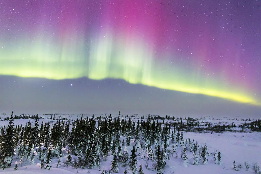 Pink aurora over boreal forest in Canada. Photograph by Alan Dyer/Stocktrek Images