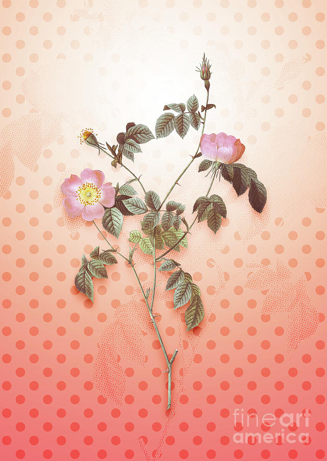 Pink Austrian Copper Rose Vintage Botanical In Peach Fuzz Polka Dot Pattern N.1790 Painting