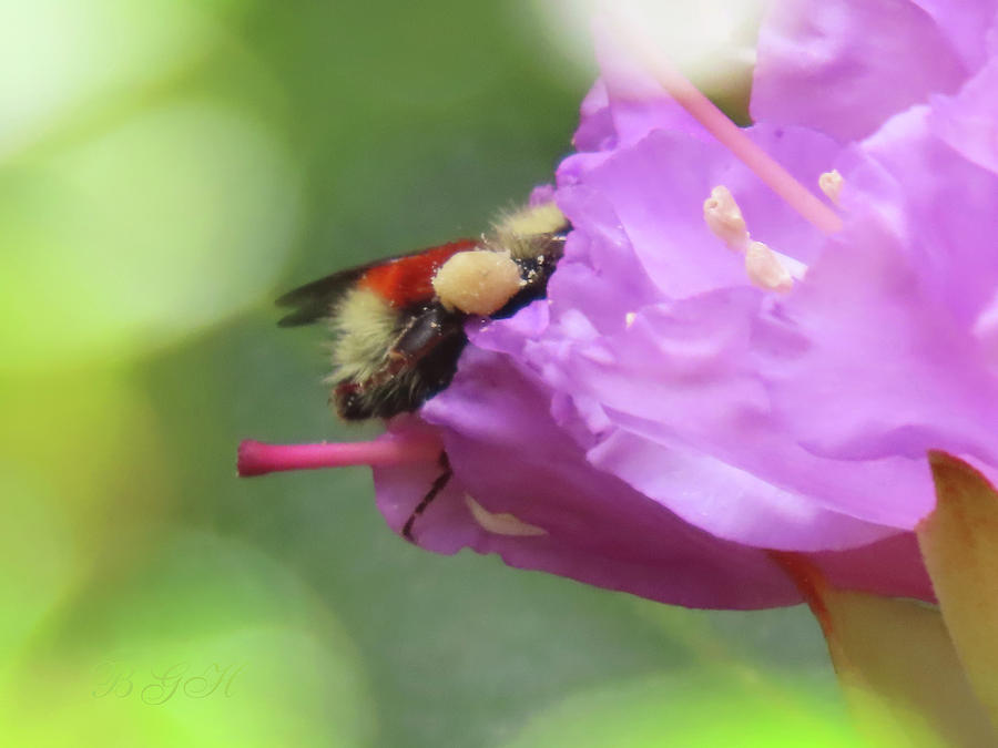 Pink Azalea and Bee - Spring in the Garden - Flower and Flying Insect Photograph by Brooks Garten Hauschild