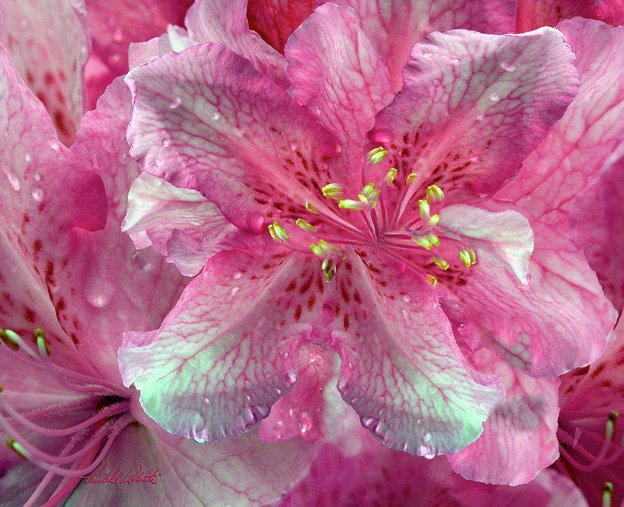 Pink Azalea In The Rain Digital Art