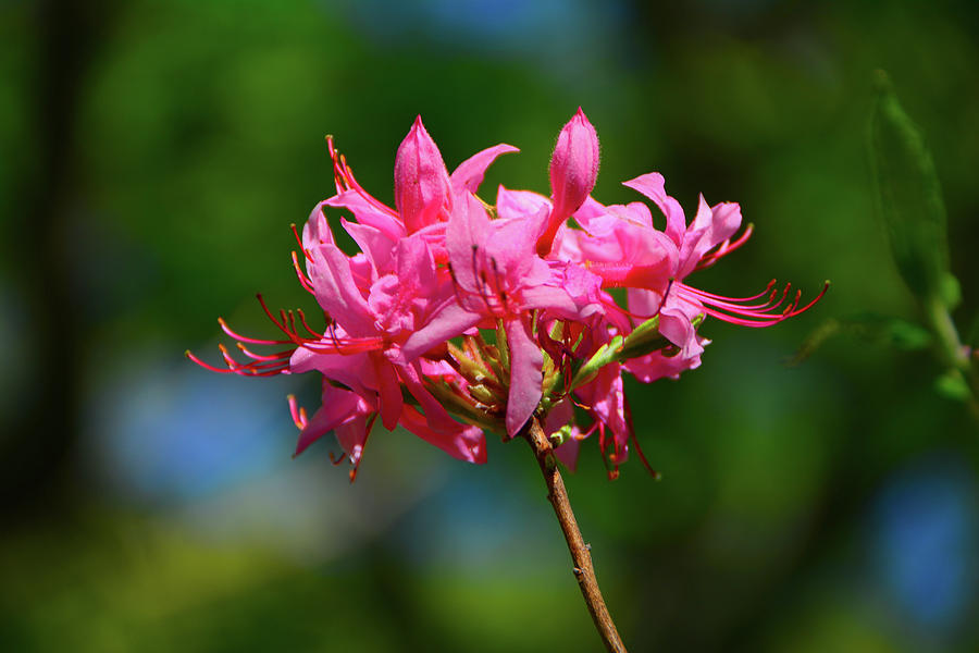 Pink Azalea Photograph by Raymond Salani III