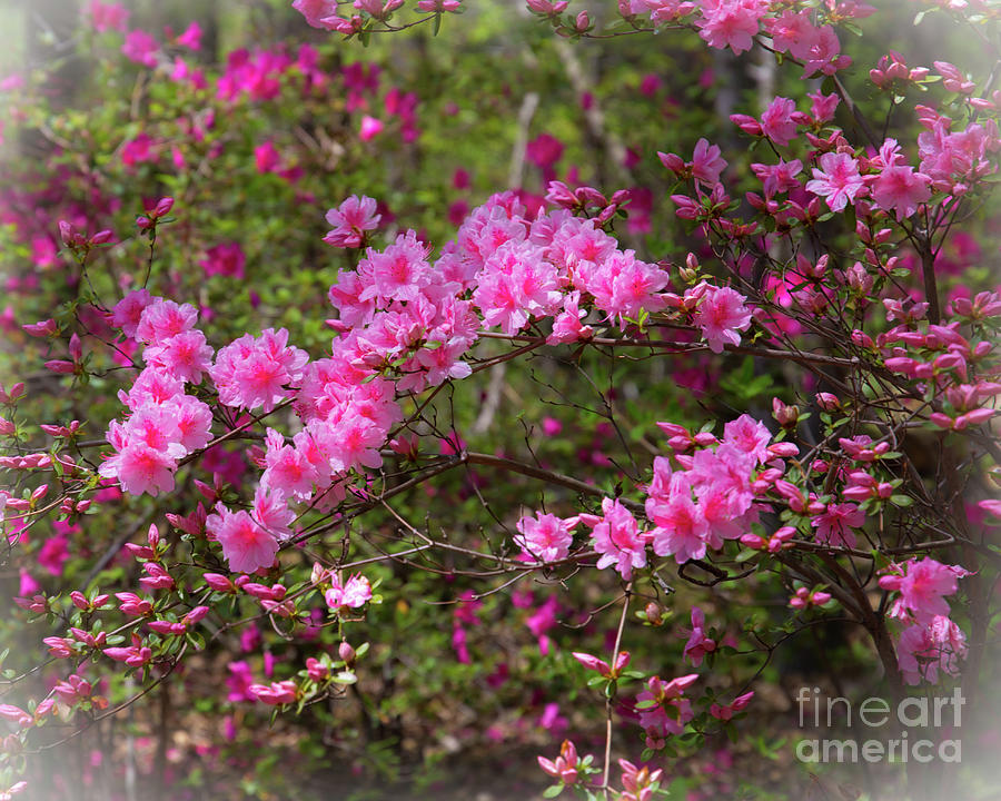 Pink azaleas Photograph by Agnes Caruso