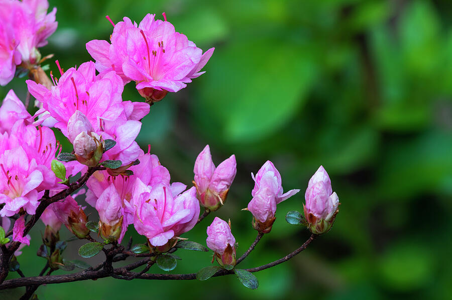 Pink Azaleas And Buds Photograph by Denise Harty Pink Azaleas And Buds Photograph by Denise Harty
