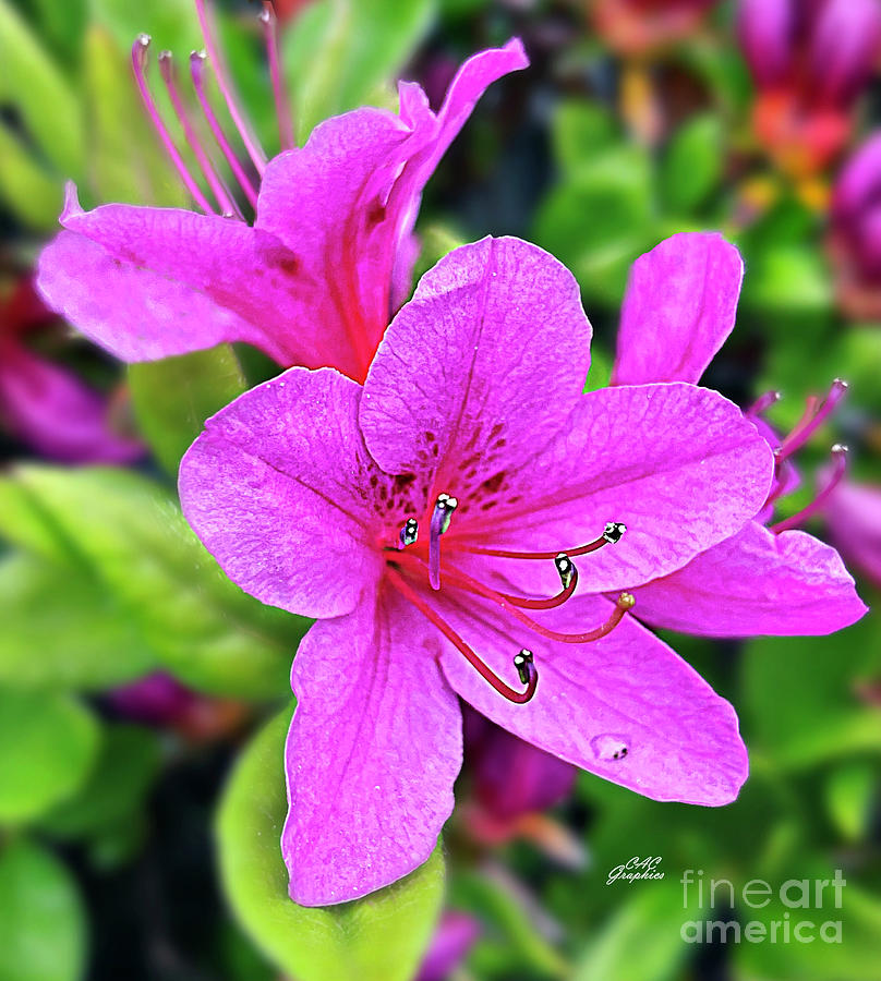 Pink Azaleas Photograph by CAC Graphics