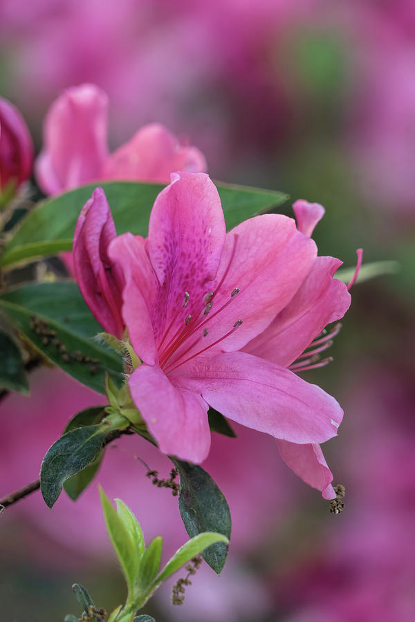 Pink Azaleas Closeup 2 Photograph by Betty Eich