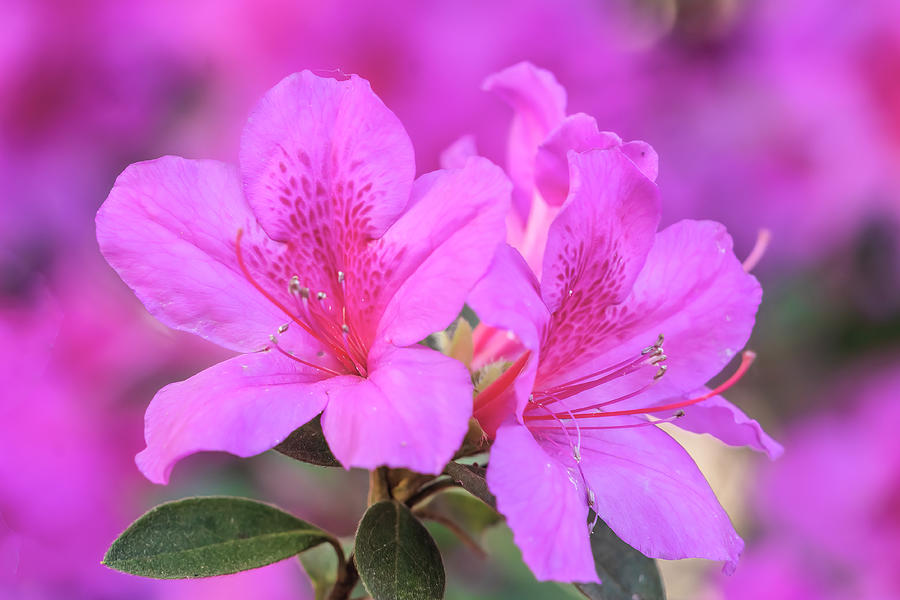Pink Azaleas Closeup 4 Photograph by Betty Eich
