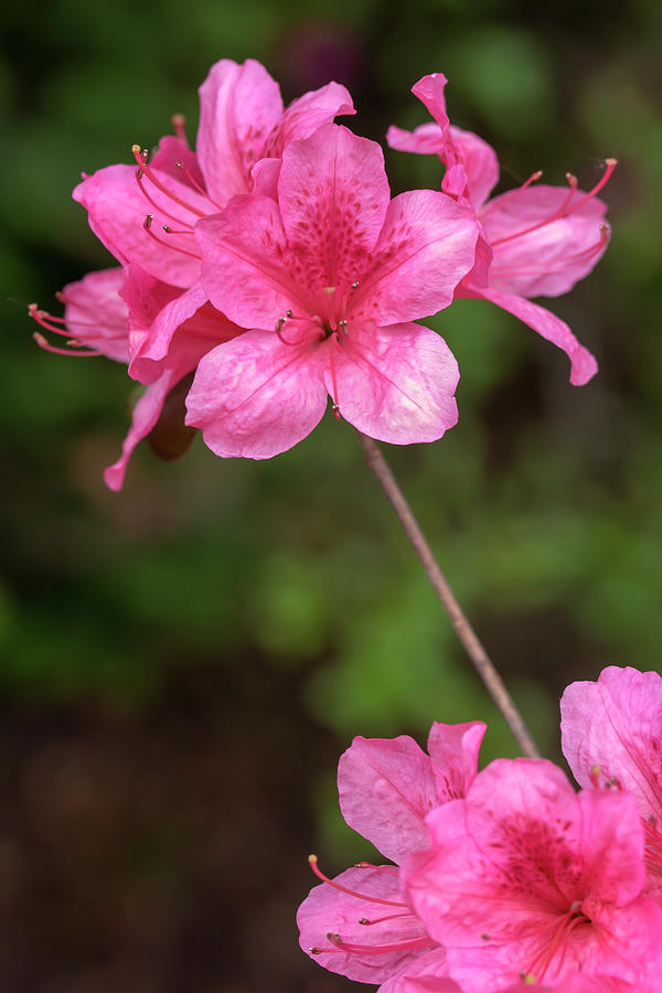 Pink Azaleas Photograph by Dawn Cavalieri