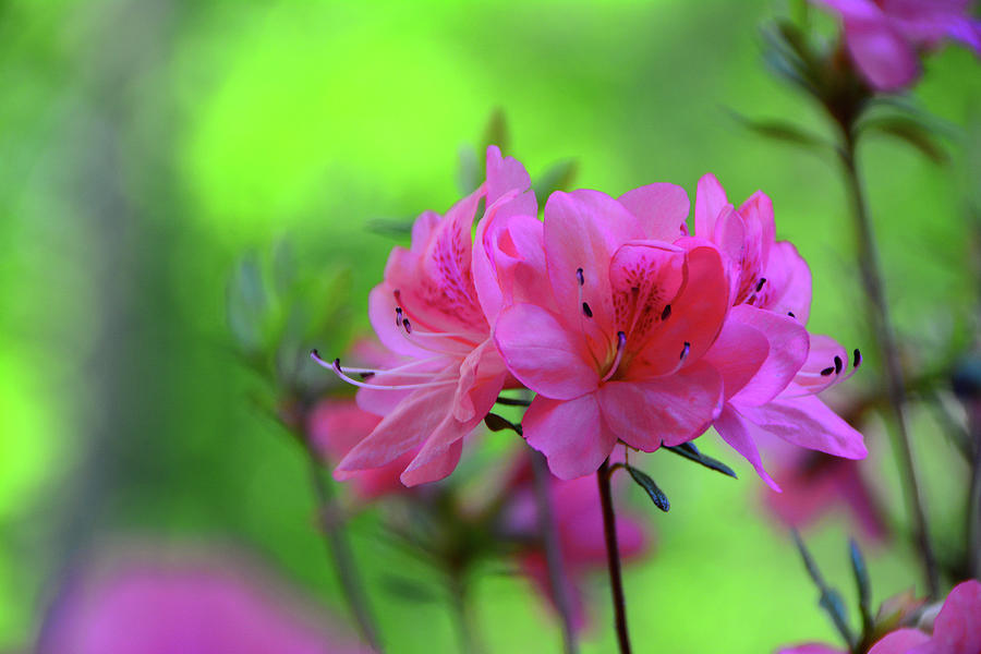 Pink Azaleas Photograph by Raymond Salani III