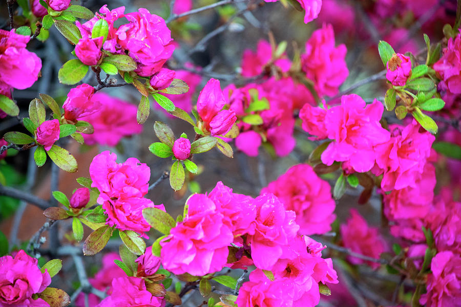 Pink Azaleas Spring Bloom Photograph by Frank Wilson
