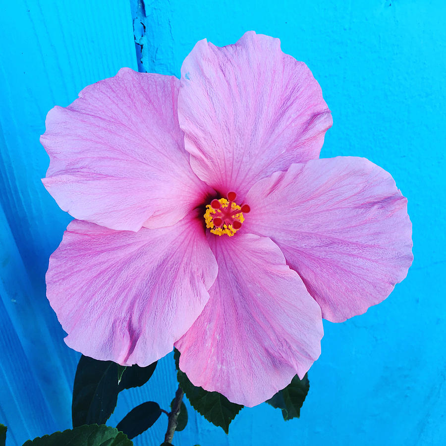 Pink Bahamian Hibiscus Photograph by Life Makes Art