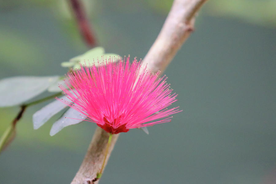 Pink Baja Fairy Duster Photograph by Dawn Richards