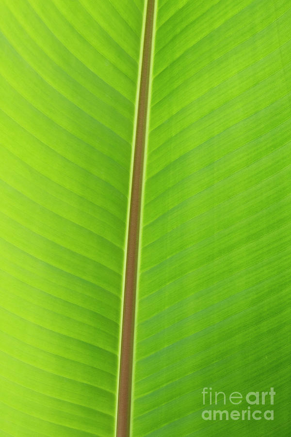 Pink Banana Leaf Photograph by Tim Gainey